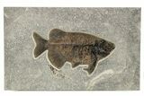 Gorgeous Fish Fossil (Phareodus) - Wyoming #269737-1